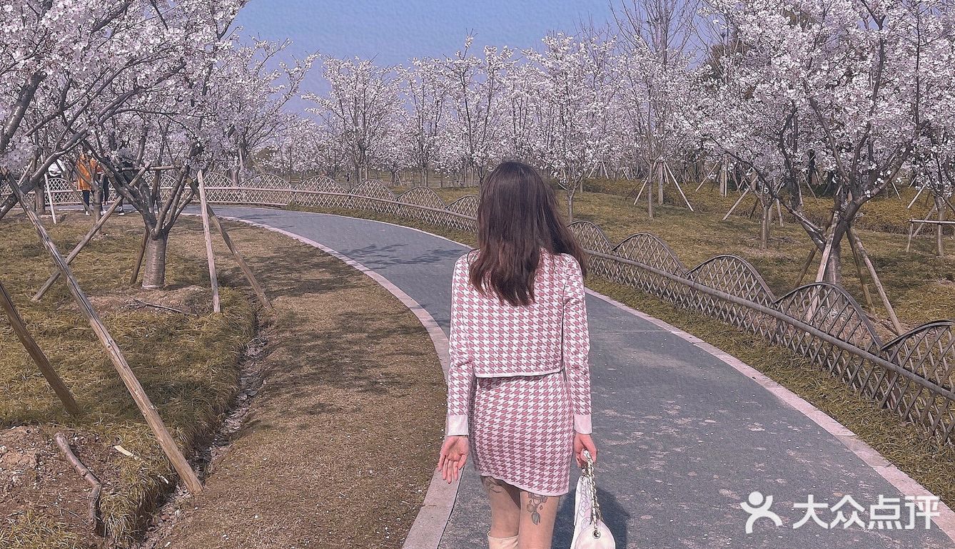 🌸苏州樱花打卡