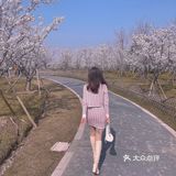 🌸苏州樱花打卡