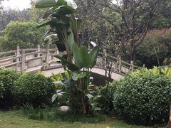 -金花茶公园