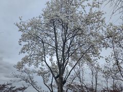 -千岛湖城中湖游船码头