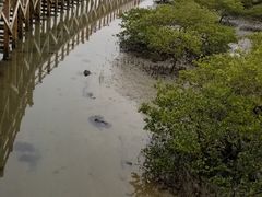 -北海金海湾红树林生态旅游区