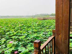 -天津东丽湖风景区