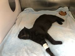 -创凡宠物医院·骨专科  猫科中心(西乡分院)