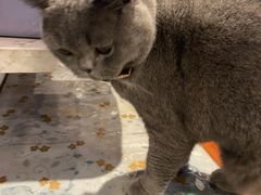 -猫小院猫主题咖啡厅(北锣店)