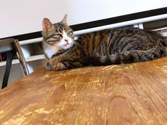 -猫小院猫主题咖啡厅(北锣店)