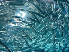-上海海洋水族馆
