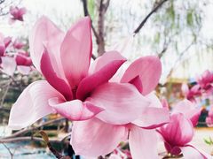 -朝阳公园