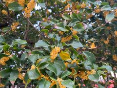 -申粤轩酒楼·三十年粤菜经典(丁香花园店)