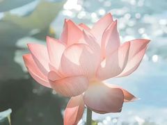 -天津大悲禅院