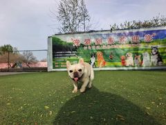 -宠物寄养训练学校