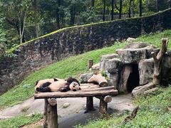 -都江堰中华大熊猫苑