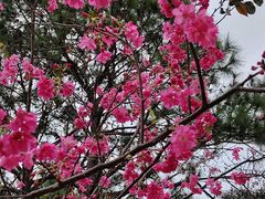 -天适樱花悠乐园