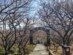 -香雪海