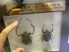 -上海昆虫博物馆