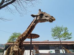 -灵玲国际马戏城