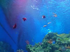 -芜湖新华联大白鲸海洋公园