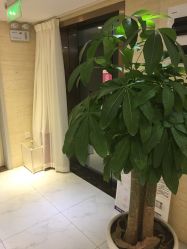 -银座Calla