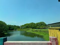 -上海都市菜园