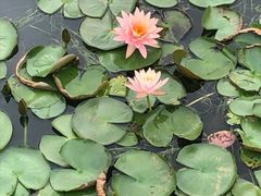 -杭州半山国家森林公园