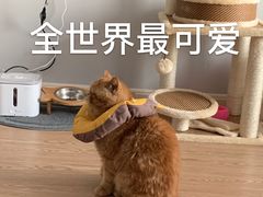 -伟伟宠物医院·CT影像中心·瑞派犬猫综合性门诊(汉口总院)