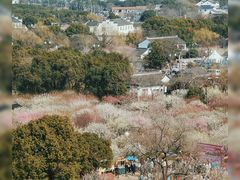 -香雪海