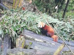 -都江堰中华大熊猫苑
