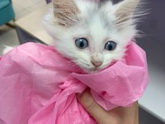 -北京观赏动物医院·24小时大型综合·猫专科·异宠专科