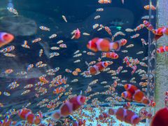 -海合安成都极地海洋公园