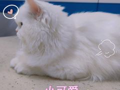 -萌兽医馆·宠物医院·猫骨科(创景店)