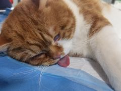 -伟伟宠物医院·CT影像中心·瑞派犬猫综合性门诊(汉口总院)