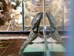 -帕帕拉兹宠物(亚洲旗舰店)