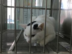-特一安24小时宠物医院·骨科·中兽医