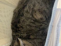 -纳吉亚猫专科动物诊疗中心(蒋宅口分院)