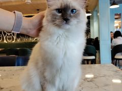 -遇见羊驼·奶狗咖·布偶猫咖·法斗柯基柴犬阿拉斯加(春熙路太古里IFS店)