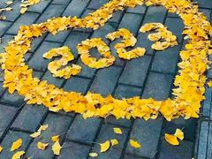 -三里屯东五街银杏大道