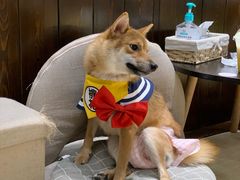 -逗柴咖啡屋·狗咖猫咖宠物桌游