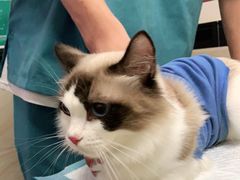 -安安宠医·安宠宠物医院