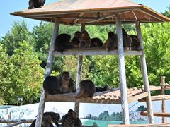-西霞口神雕山野生动物世界