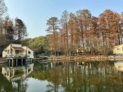 -上海共青森林公园