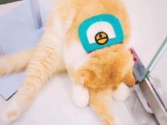 -糯米喵星人·撸猫猫舍咖啡馆(西市场嘉华店)