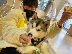 -Husky Go! 哈士奇体验馆·宠物咖啡厅狗咖