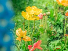 -首开·龙湖成都西宸天街
