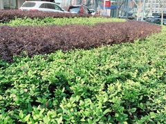 -上海锦江汤臣洲际大酒店壹阶层