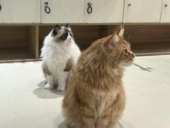 -藏猫猫咖啡主题馆(中央大道店)