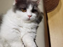 -猫腻·猫咖·撸猫馆(星光大道店)