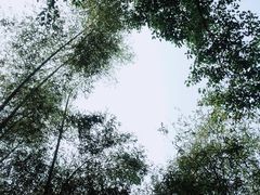 -云栖竹径