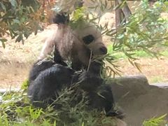 -常州淹城野生动物世界