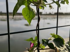 -小陆莲花蟹园农家乐(莲花岛店)
