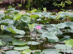 -广州神农草堂中医药博物馆