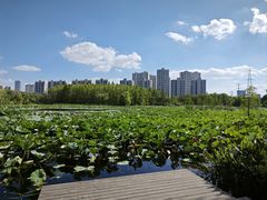 -昆山城市生态森林公园